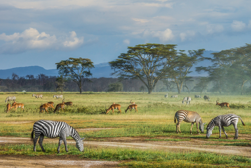 Masai Mara en Kenia