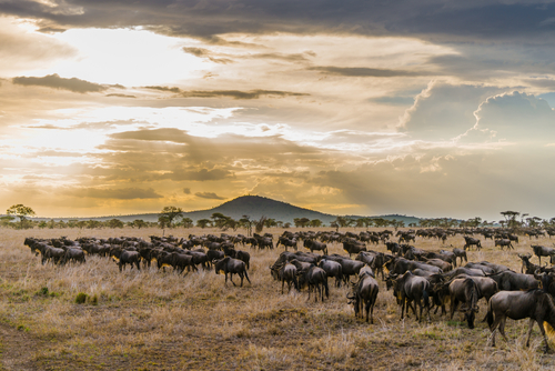 Migración en el Parque Nacional Serengueti