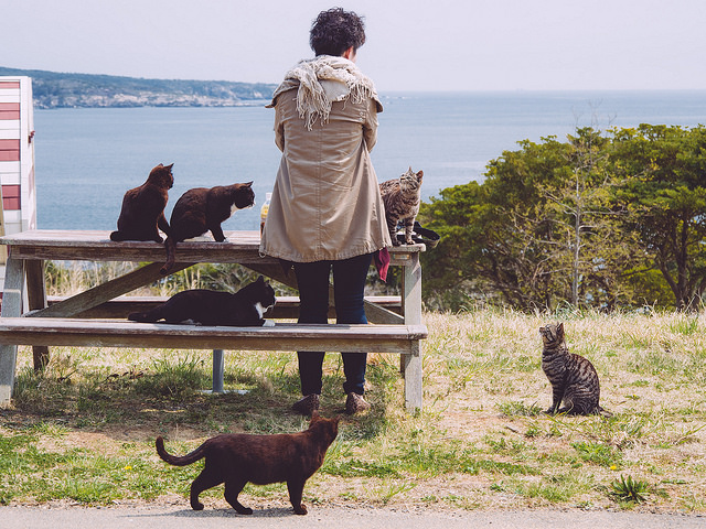 Tashirojima una de las islas que no conocías