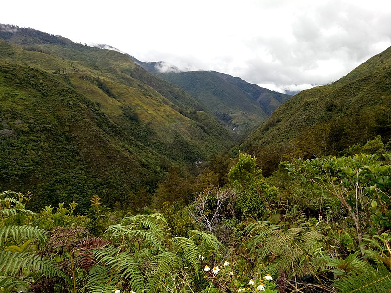 Selva en Papúa Nueva Guinea