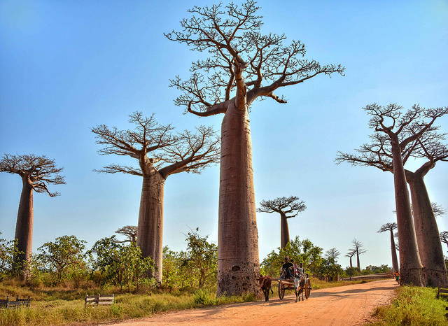 Avenida de los Baobabs en la isla de Madagascar