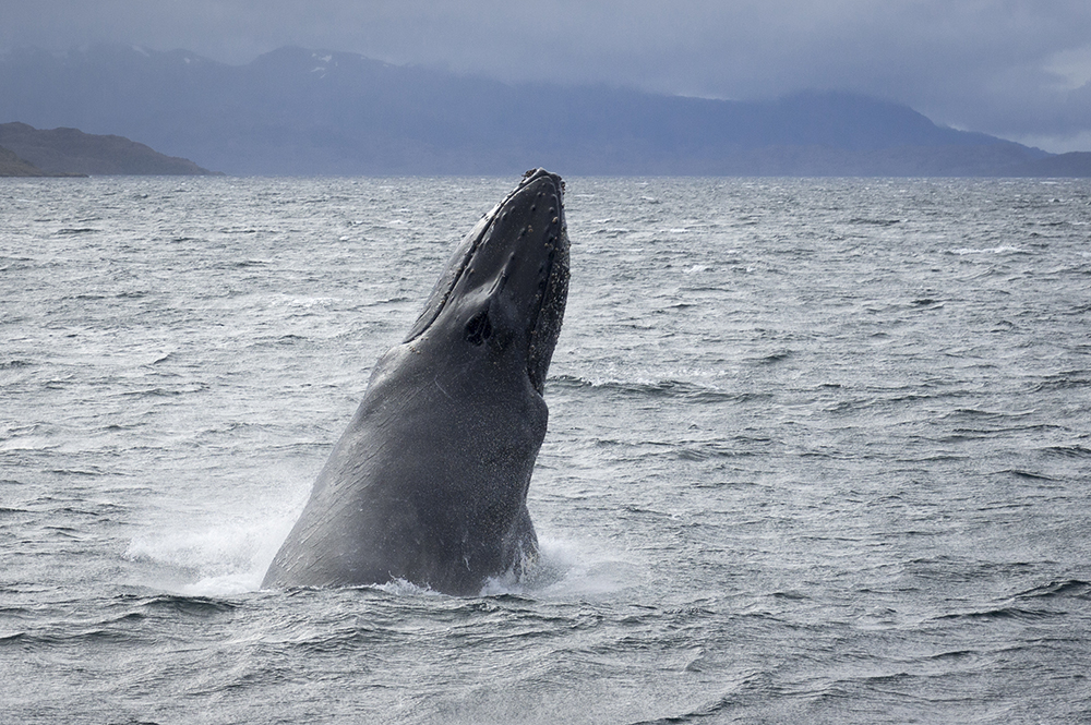 Ballena jorobada en el estrecho de Magallanes