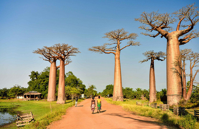 Avenida de los Baobabs en Madagascar