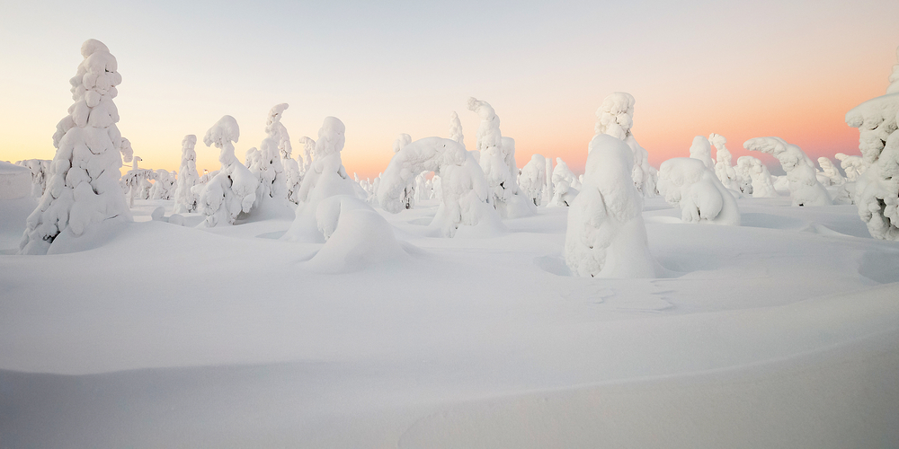 Paisajes invernales: centinelas de Laponia