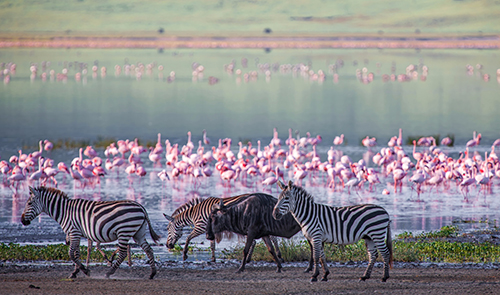 Cráter del Ngorongoro