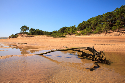 Dunas de Liencres en Suances