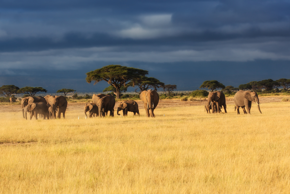 Parque Nacional Masai Mara en Kenia