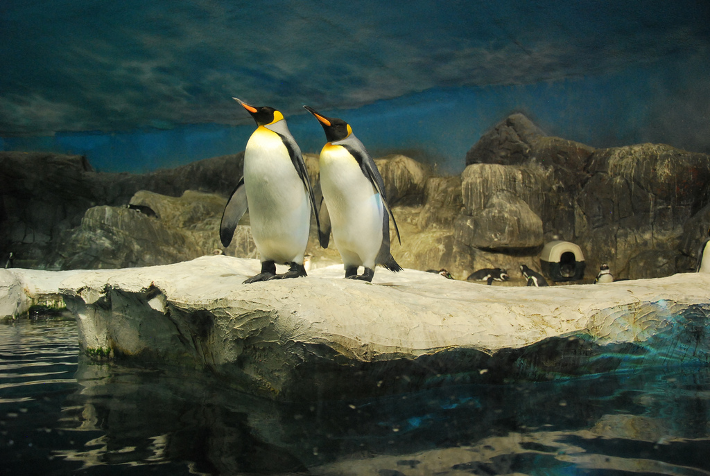Pingüinos en Faunia