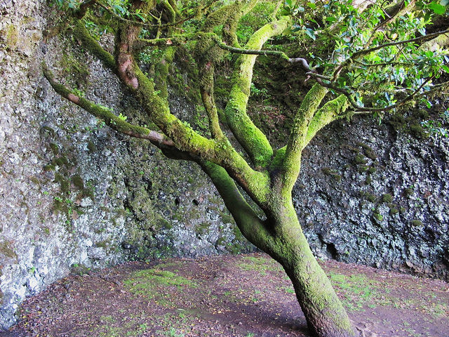 Árbol Garoé en El Hierro