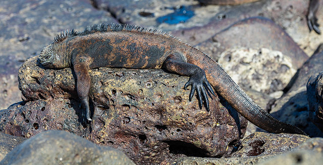 Iguana de las islas Galápagos