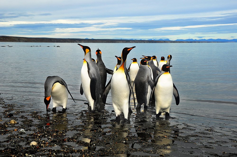 Pingüinos en el estrecho de Magallanes
