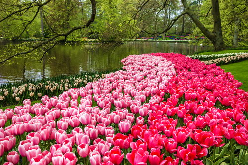 JArdines de Keukenhof en los Países Bajos