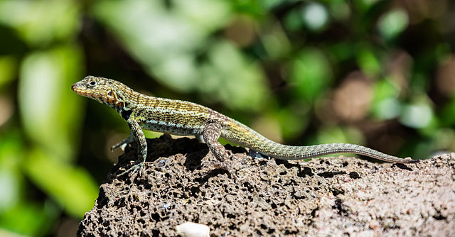 LAgarto de lava en las islas Galápagos