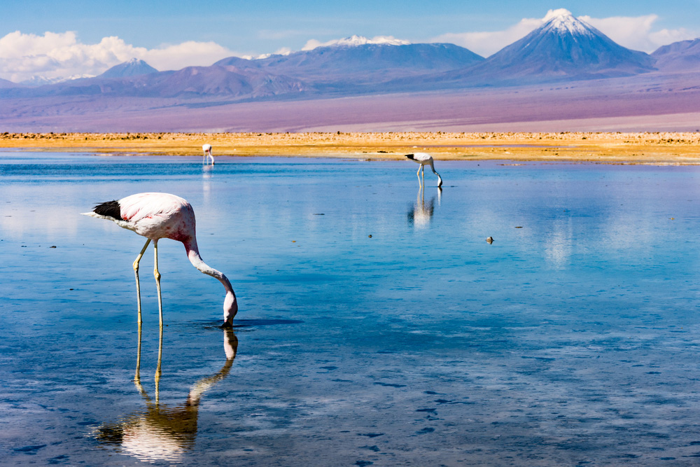 Laguna Chaxa en Atacama