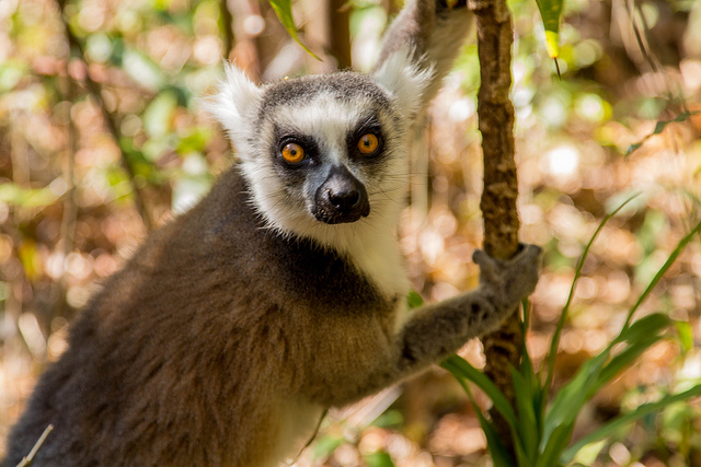 Lemur en la reserva de Anja en Madagascar