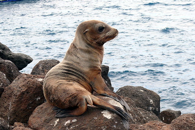 León marino de las islas Galápago