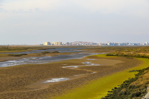 Marismas del Odiel en Punta Umbría