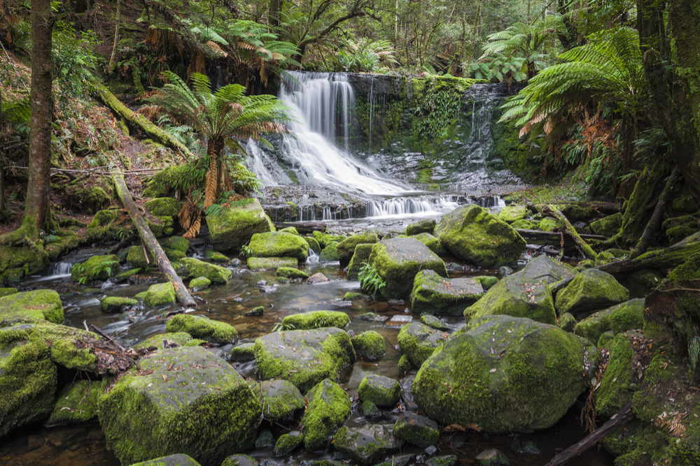 Mount Field National Park en Tasmania