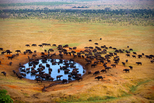 Parque Nacional Masai Mara