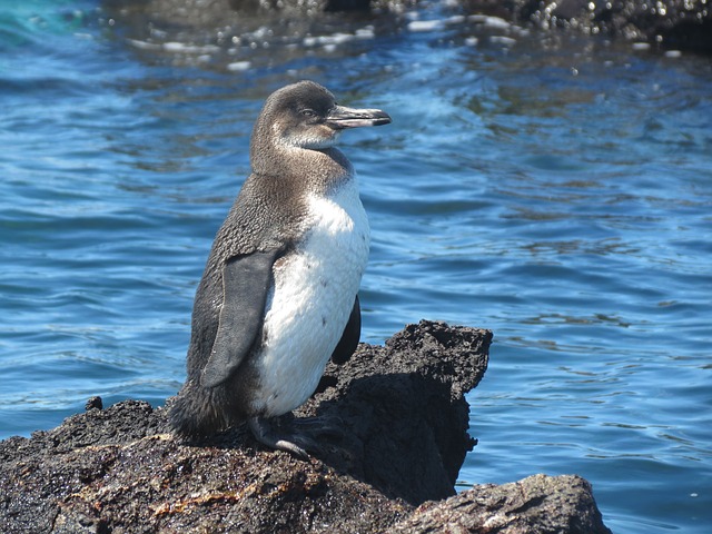 Pingüino de las islas Galápagos