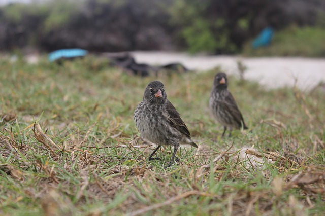 Pinzones de Darwin en las islas Galápagos