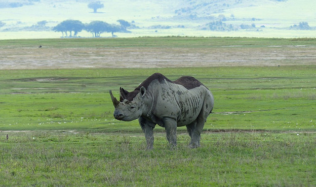 Rinoceronte negro en Ngorongoro