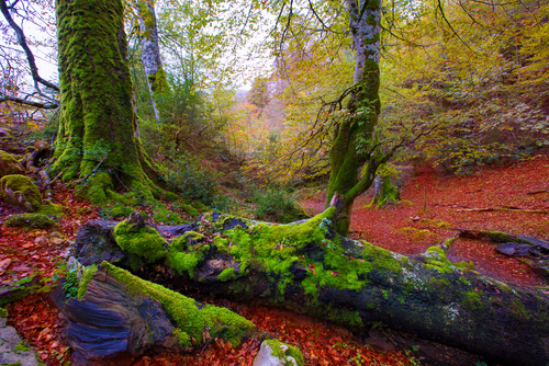 Descubre la Selva de Irati, un bosque precioso en Navarra