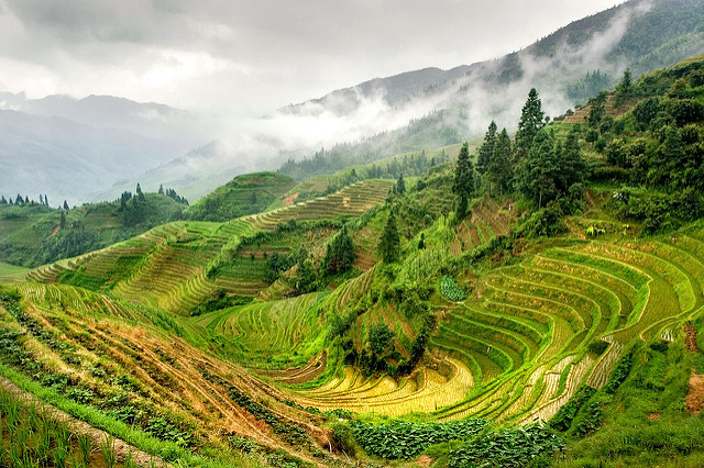Terrazas de arroz en Guilin