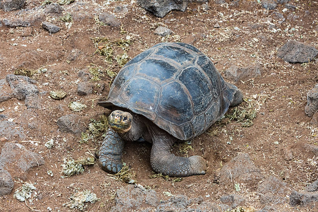Tortuga gigante de las islas Galápagos