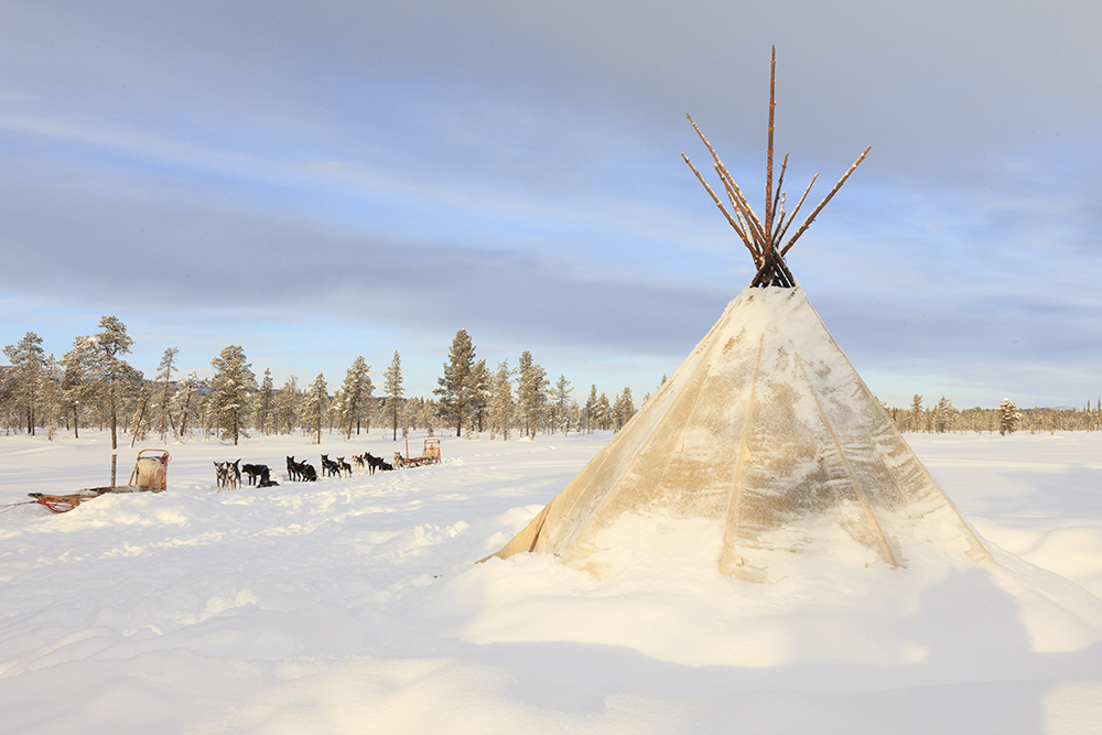 Trineos de perros en Laponia
