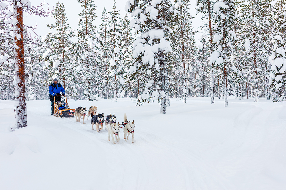 Trineos de perros en Noruega