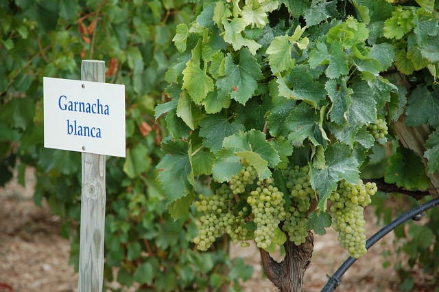 Uvas garnachas