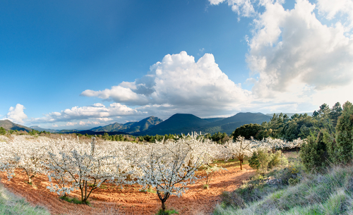 Cerezos en el Valle del Jerte