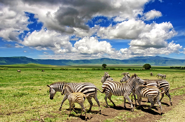 Visitamos la zona de conservación de Ngorongoro