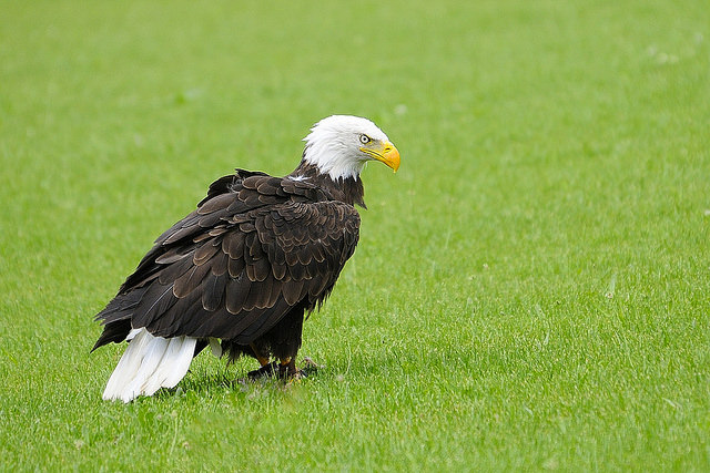 Águila en Tierra Rapaz en Calahorra