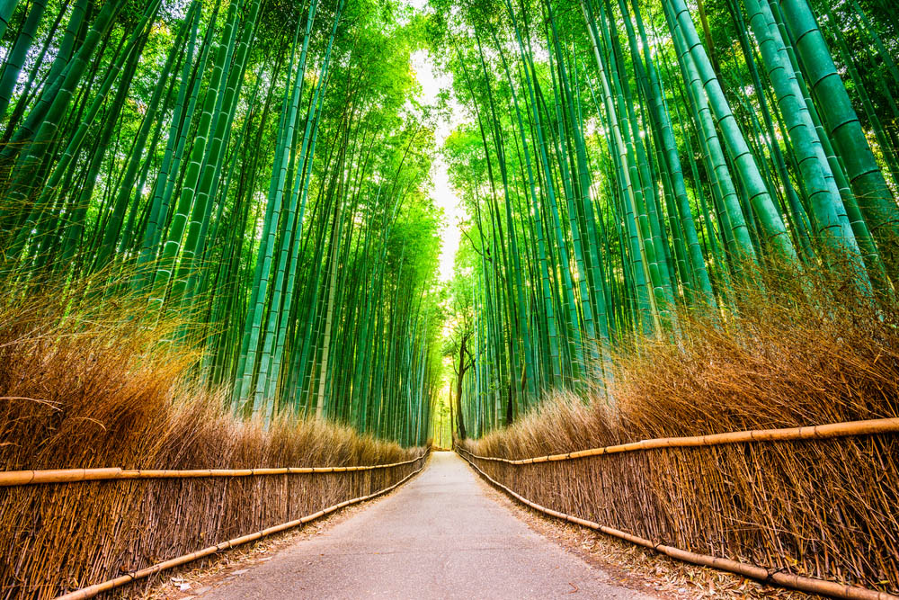Foresta di bambù a Kyoto