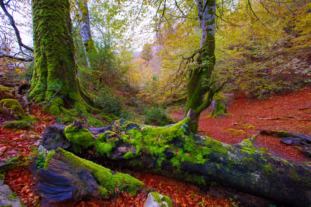 Bosques mágicos, Selva de Irati en NAvarra