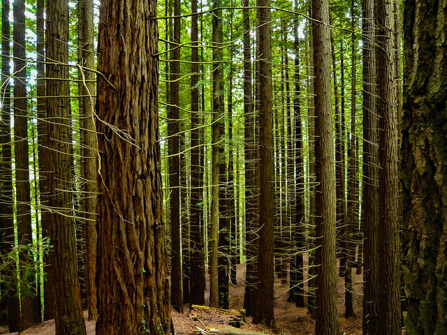 Bosque de secuoyas en Cantabria