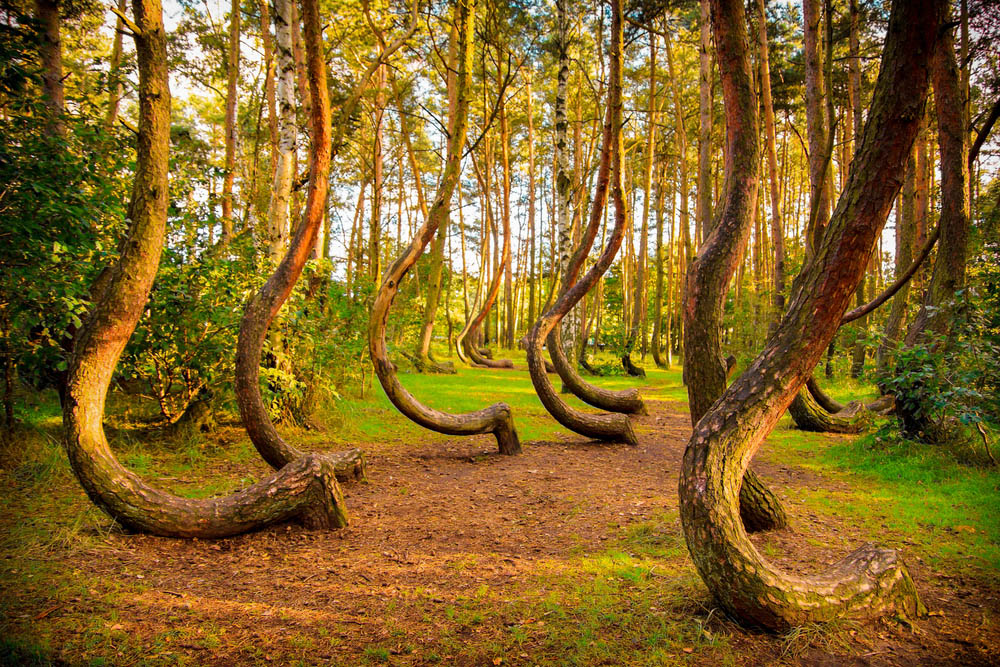 Forêt courbée en Pologne