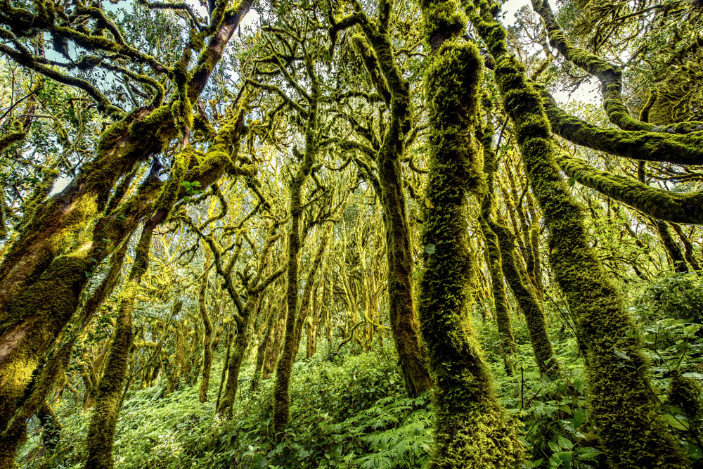 Bosque en el Parque Nacional de Garajonay