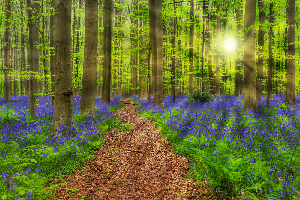 Forêts magiques, Hallerbos en Belgique