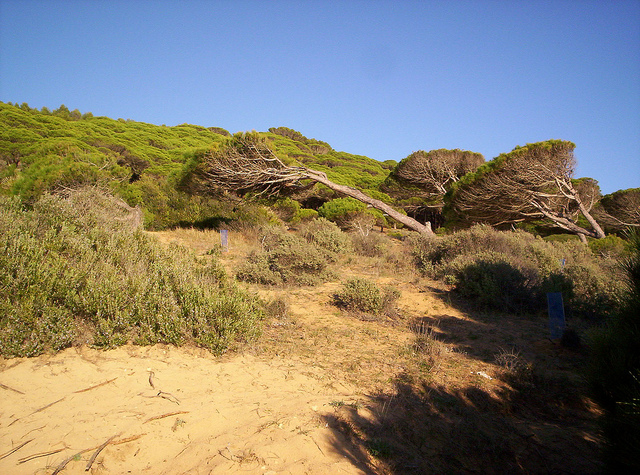 Árboles en Caños de Meca