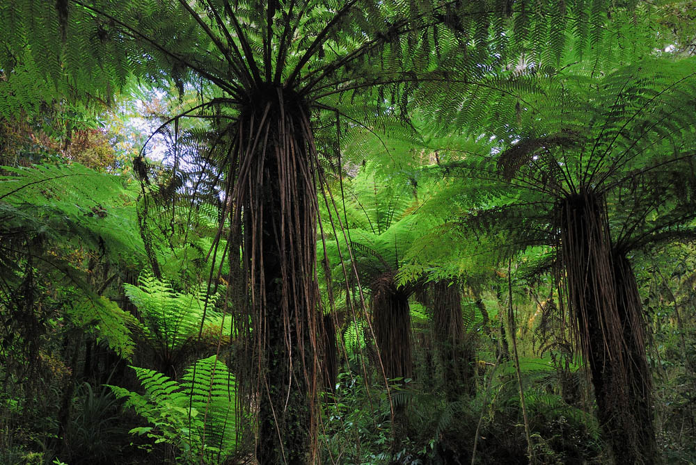 Kahurangui en Nueva Zelanda
