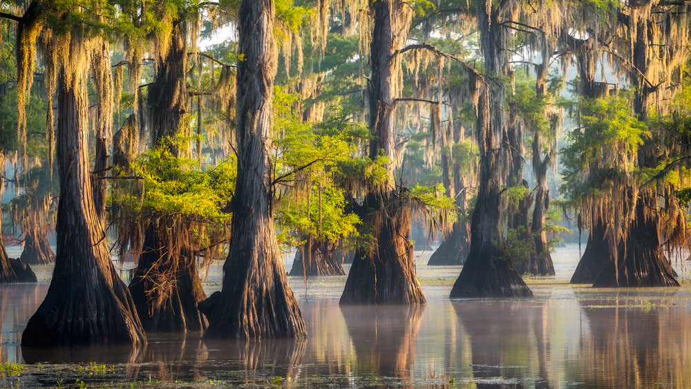 Bosques mágicos, Lago Caddo