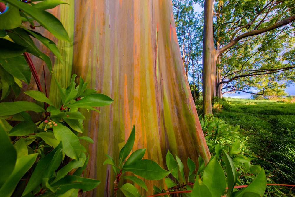 Forêt peinte à Maui