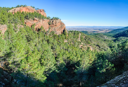 Pinares de Ródeno cerca de Albarracín