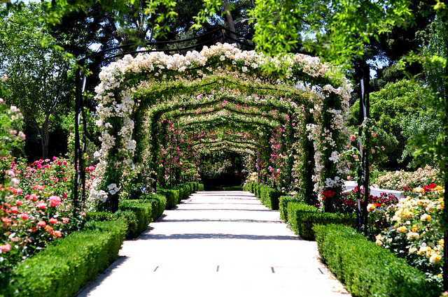 Rosaleda en el Retiro de Madrid