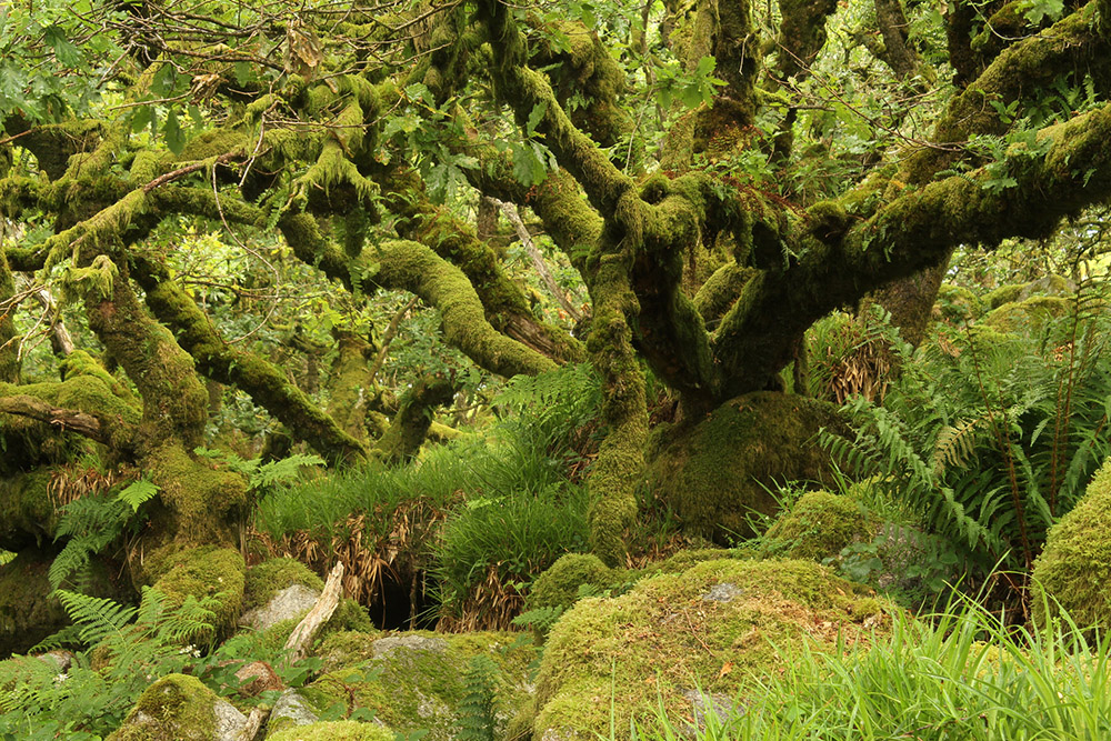 Bosque mágicos: Wistman's Wood
