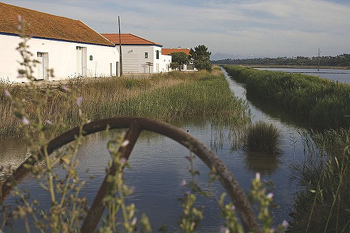 Arrozal en Comporta