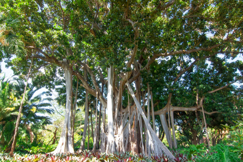Botánico de Puerto de la Cruz